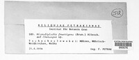 Image of Microdiplodia fructigena